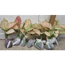 Аглаонема Розовая малышка / Aglaonema Baby Pink A-19