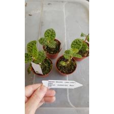 orchid macodes petola 4001