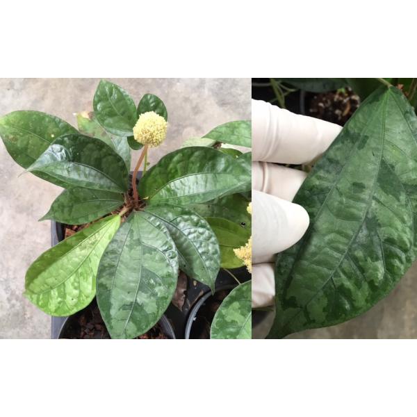 Элатостема сп.(Т03) / Elatostema sp.(T03) 136