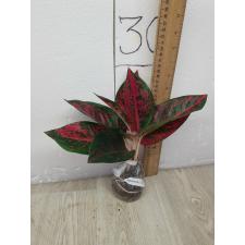Aglaonema Red Ochin A-138