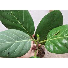 Фикус бенгальский / Ficus benghalensis (S)