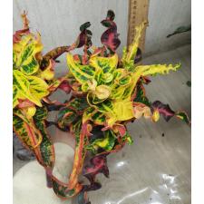 Codiaeum B-6 Elephish
