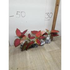 Aglaonema Subchoa A-36