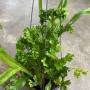 Microsorum longissimum Crested.