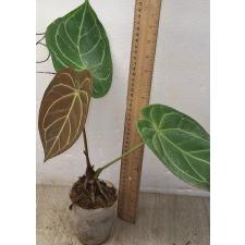 антуриум кристаллический / Anthurium crystallinum