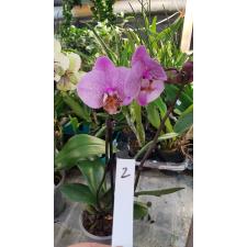 phalaenopsis 2 цветение