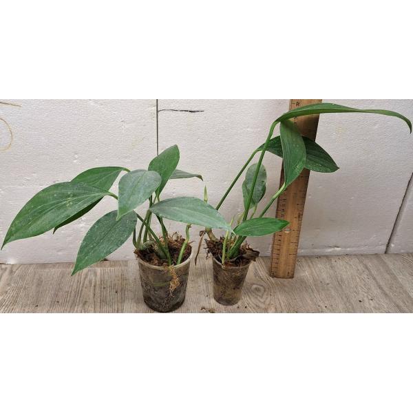 Рафидофория Декурсива / Rhaphidophora Decursiva s 