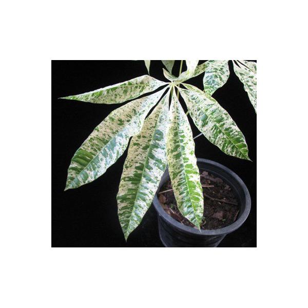 Пахира водная варегатная / Pachira aquatica  variegated
