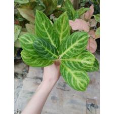 Aglaonema Gold spoon A-105