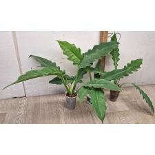 Филодендрон 'Нарроу Эскейп' / Philodendron 'Narrow Escape'