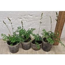 Болбитис гетероклита 'Дифформис' / Bolbitis heteroclita 'Difformis' (S)