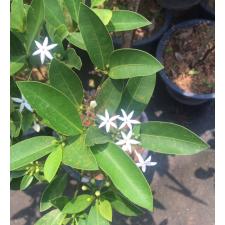 Prismatomeris tetranda 214