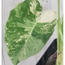 Colocasia gigantea (Leucocasia gigantea)(white variegated) L 130