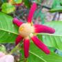 Uvaria grandiflora (rufa)