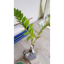 Zamioculcas zamiifolia variegated (short leaf) 243