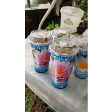 Nymphaea Mix Waterworld розовый