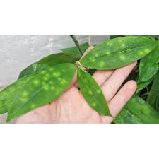 Драцена Суркулоза / Dracaena Surculosa