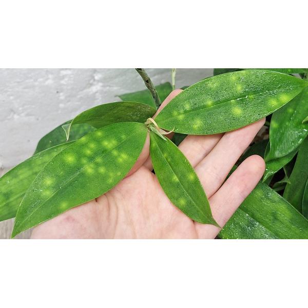 Драцена Суркулоза / Dracaena Surculosa