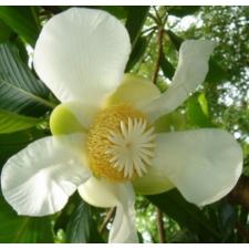 Dillenia indica (green leaf) 70