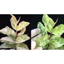 Psidium guajava 'Paen See Thong' variegated (S) 237/1