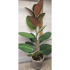 фикус эластика Робуста / ficus elastica robusta (L)