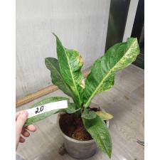 Anthurium variegated sp 20