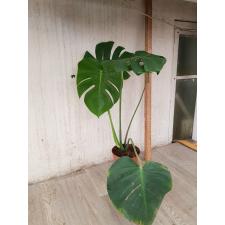 monstera deliciosa M