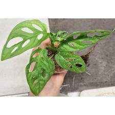 Монстера адансонии / Monstera adansonii (S)