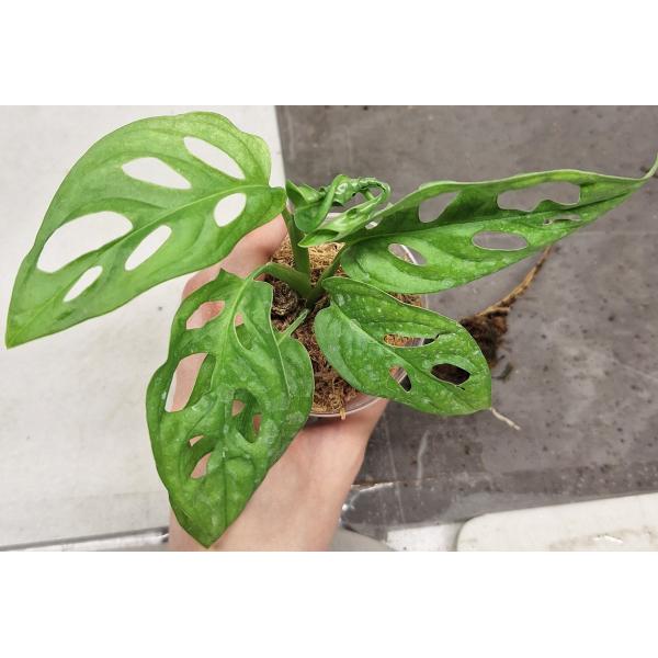 Монстера адансонии / Monstera adansonii (S)