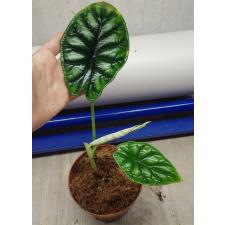 Alocasia dragon scale pot 800р