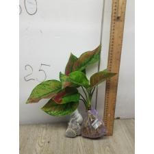 Aglaonema Heng Heng - green A-28