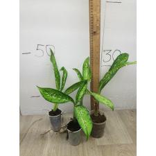 Dieffenbachia Dragon Scale S