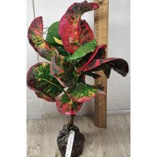 Codiaeum Amnat Charoen (F1) 75