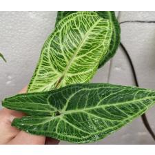 Сингониум (Т26) золотые прожилки / Syngonium (T26) Golden veination