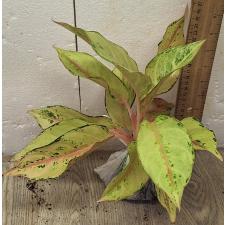 Аглаонема Лаки / Aglaonema Lucky A-54
