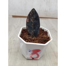 Zamioculcas zamiifolia black variegated (1 leaves) НОМЕР 8