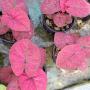 Caladium C-4