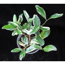 Atalantia monophylla albomarginata (grafted) (No.2)