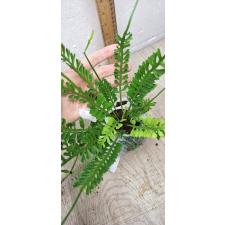 Asplenium cv. Kenzoi 