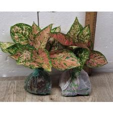 Aglaonema Look Sethi A-124