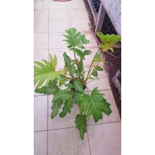 philodendron xanadu gold 15см