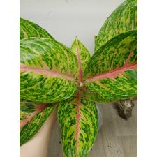 Aglaonema A-21 Boxing