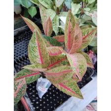 Aglaonema Legacy - red A-108