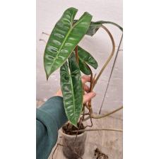 Philodendron billietiae orange petiole