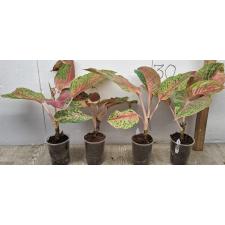Aglaonema Laksub red A-140
