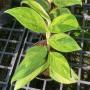 Rhaphidophora elliptica variegated Aurea.