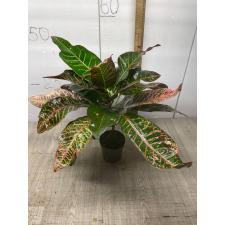 Codiaeum Tri Noosara 79 M