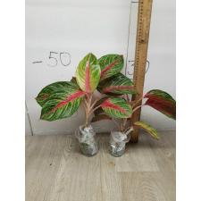 Aglaonema Amnat Jaren A-18