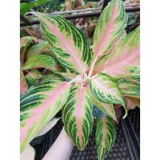 Aglaonema Pink Panama A-94