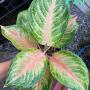 Aglaonema P-25 Baby Pink